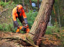 Organic Lawn Care Solutions in Elberta, AL