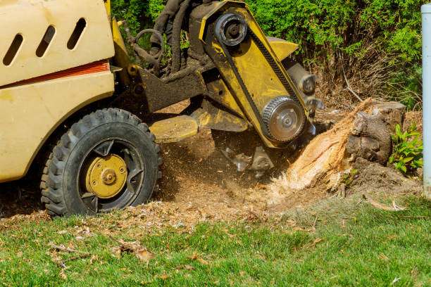 Professional Tree Services in Elberta, AL