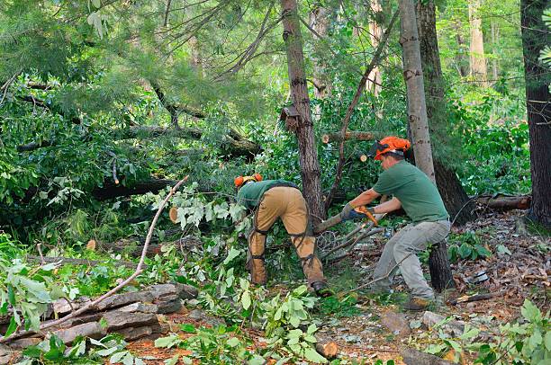 Lawn Maintenance Plans in Elberta, AL